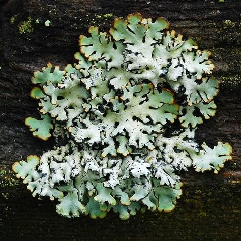 50 Striking Outdoor Photos that Use Moss and Lichen to Great Effect Moss And Lichen, Lichen Moss, Slime Mould, Mushroom Fungi, Outdoor Photos, Natural Forms, Patterns In Nature, Plant Life, Botany