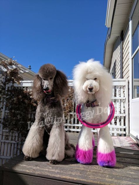 Asian Fusion Standard Poodle, Poodle Hairstyles, One Ponytail, Doodle Cuts, Teddy Bear Poodle, Poodle Hair, Poodle Haircut, Curly Kids, Poodle Cuts