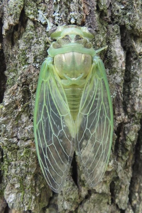 Cicada Molting, Small Creatures, Ren Faire Costume, Beautiful Bugs, Block Print, Bugs, A Couple, Insects, Shed