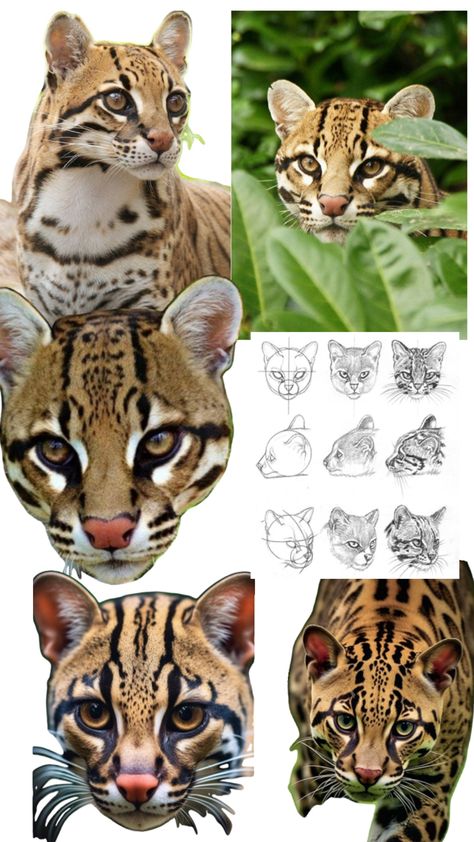 Ocelot Drawing, To Draw, Character Design, Collage, Drawings, Design, Art