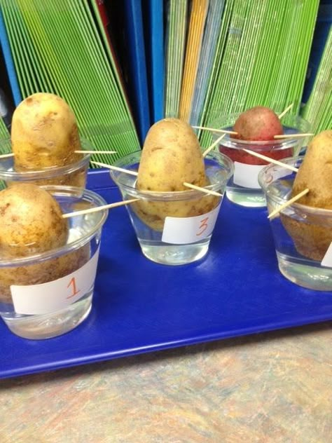 How can you grow a potato plant without a seed? Science Lab for 4th grade! Seed Science, Potato Plant, Fourth Grade Science, Planting For Kids, 4th Grade Science, Growing Potatoes, Kindergarten Science, Plant Science, A Potato