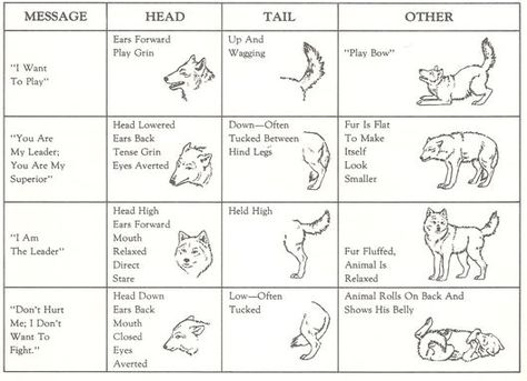 dog/wolf body language Wolf Ranks, Lup Singuratic, Werewolf Stories, Wolf Hybrid, Wolf Stuff, Wolf Quotes, Wolf Drawing, Wolf Spirit, Beautiful Wolves