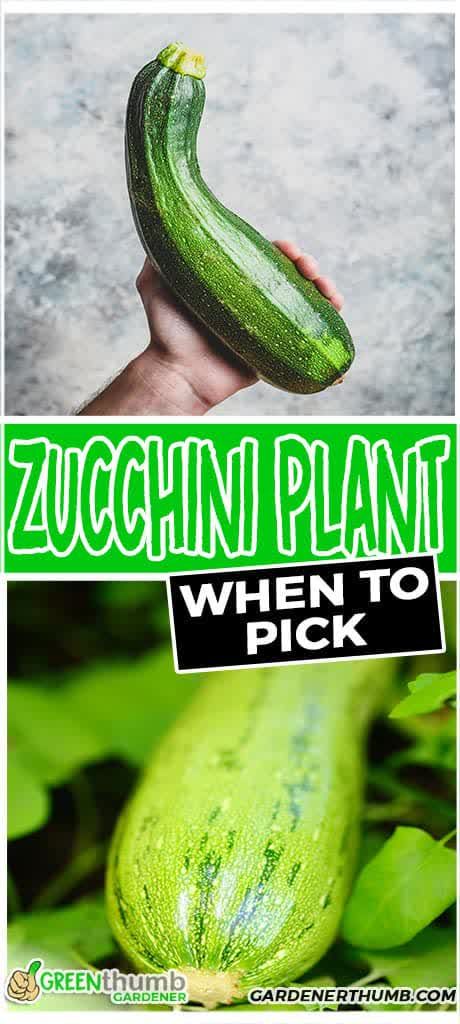 When To Harvest Squash, Zucchini Plants In Pots, Growing Zucchini In Containers, Harvesting Zucchini, Canned Zucchini, Freezing Recipes, Gardening Veggies, Freezing Zucchini, Growing Zucchini