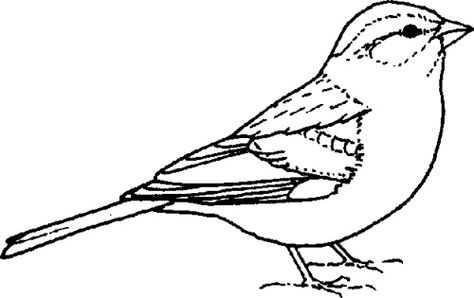 chipping sparrow. Newer Older Sparrow Drawing, Forest Drawing, Chaffinch, Outline Images, Birds Embroidery Designs, Wood Art Projects, Free Clipart Images, Detailed Coloring Pages, Silhouette Clip Art