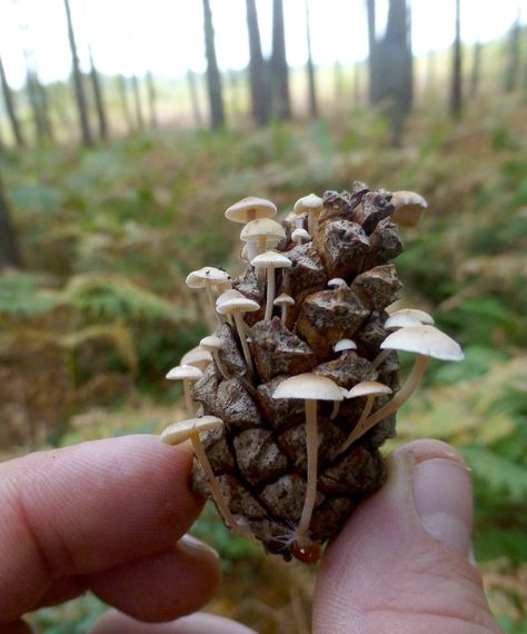 Mushroom Core, Large Pine Cones, Mushroom Plant, Mushroom Pictures, Plant Fungus, Slime Mould, Mushroom Fungi, Wild Mushrooms, Mushroom Art