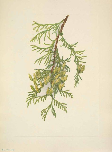 Thuja plicata Donn ex D. Don Giant Arbor vitae Walcott, Mary Vaux, North American wild flowers, vol. 3: t. 187 (1925-1927) Creeping Juniper, Arbor Vitae, Giant Arborvitae, Thuja Plicata, Cabin Wall Art, Vintage Botanical Prints, Painting Medium, Antique Illustration, Plant Illustration