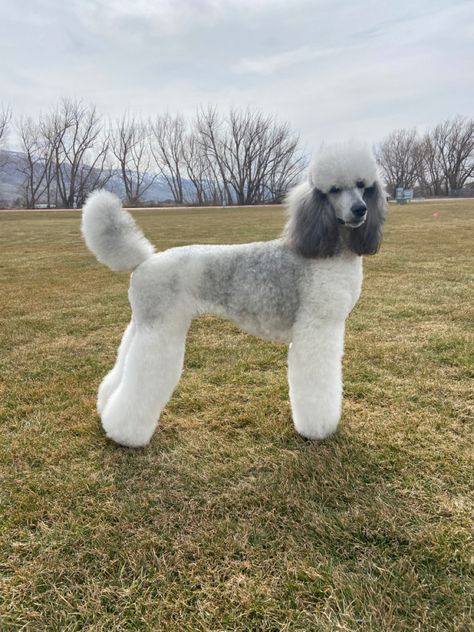 Silver Sable Parti Poodle, Poodles in Colorado, UKC CHAMPION Parti Poodle Standard, Poodle Hairstyles, Silver Sable, Standard Poodle Puppies, Poodle Party, Grooming Dogs, Focus On Health, Silver Poodle, Poodle Hair