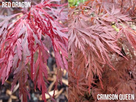 Crimson Queen Japanese Maple Landscape, Red Dragon Maple Tree, Crimson Queen Japanese Maple, Red Dragon Japanese Maple, Japanese Maple Tree Landscape, Maple Tree Landscape, Japanese Maple Varieties, Pruning Plants, Japanese Tree