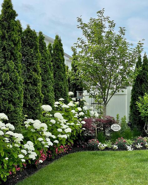 Putra Bonaccorsi on Instagram: “Happy Thursday! I'm loving the wall of green foliage from the hedge of Green Emerald Arborvitaes and the pop of white flower heads of the…” Fence With Greenery, Wall Of Arborvitae, White Peonies Landscaping, North Pole Arborvitae Landscaping, White Privacy Fence Landscaping, Landscape With Arborvitae, Evergreen Shrubs In Front Of House Hedges Privacy Fences, Mixed Privacy Hedge Design, Landscape Arborvitae