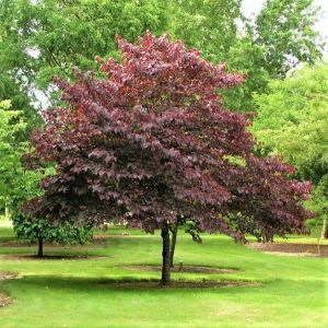 Forest Pansy Redbud Overview Forest Pansy Redbud, Forest Pansy, Flowering Plum Tree, Small Ornamental Trees, Cercis Canadensis, Cypress Mulch, Types Of Mulch, Nature Living, Eastern Redbud