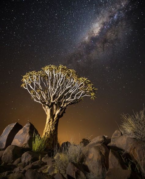 Quiver Tree, Weird Nature, Forest Sounds, Quiver, Tree Forest, Painting Photos, Nature Photos, Great Photos, Night Sky