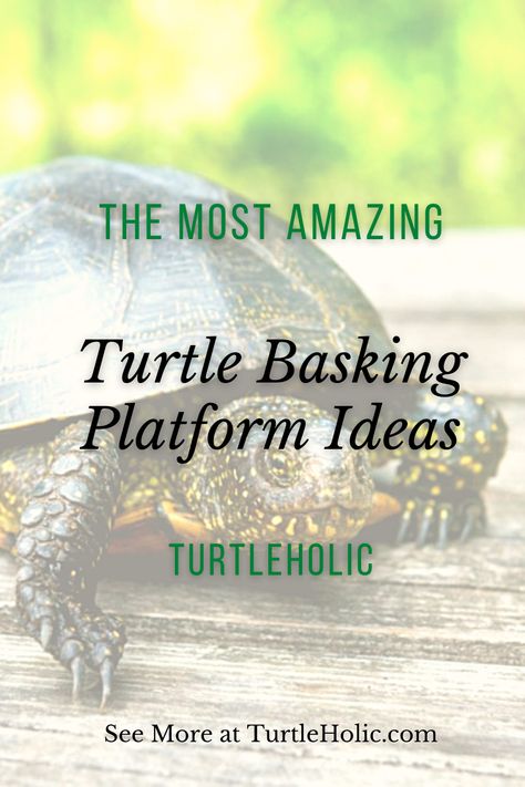 If you have an aquatic turtle, it needs a place to bask. In this short article, I will show you my favorite turtle basking platform ideas. Large Turtle Basking Platform Diy, Red Ear Slider Turtle Tank Ideas, Diy Turtle Basking Platform, Turtle Aquarium Ideas, Aquatic Turtle Tank Ideas, Red Eared Slider Tank, Turtle Basking Area, Aquatic Turtle Habitat, Aquatic Turtle Tank