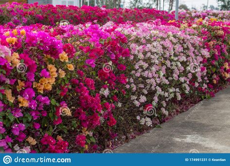 Many Bougainvillea Flowers Bloom in Various Colors Stock Image - Image of deep, aged: 174991231 Bougainvillea Fence, Bougainvillea Tree, Flowers Beautiful, Flowers Bloom, Large Pots, Bougainvillea, Garden Layout, Garden Fence, Backyard Patio