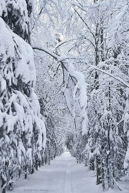 Snow Trail Freshly Fallen Snow Aesthetic, Snow Trails, Eerie Places, I Love Snow, I Love Winter, Winter Photos, Winter Beauty, Winter Pictures, Winter Snow