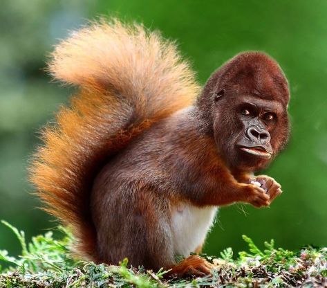 Animal Mashups, Funny Animal Art, Photoshopped Animals, Pic Funny, Funny Photoshop, Monkey Pictures, Animal Print Wallpaper, Funny Animal Photos, I'm Bored