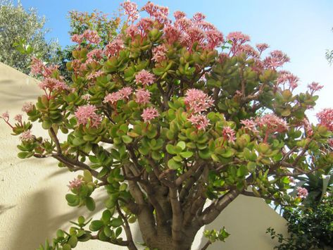 Jade Plant Branch Out Africa Trees, Caring For Succulents, Shrubs For Landscaping, Zen Garden Ideas, Magical Plants, Grow Succulents, Flower Trees, Ghost Plant, Plant Outdoor