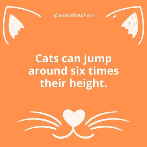 Cats are amazing little creatures. Learn more about your favorite feline friend with these fascinating cat facts for kids. Fun Facts About Cats, Large Cat Breeds, Polydactyl Cat, Animal Lessons, Animal Studies, Posts Ideas, Chicken Crafts, We Are Teachers, Vet Clinic