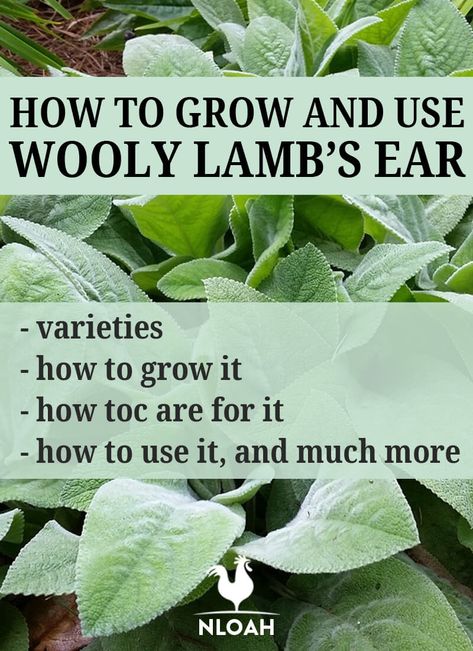 Wooly Lambs Ear Tea, Lambs Ears Plants, Wooly Lambs Ear Plant, Lambs Ear Uses, Lambs Ear Medicinal Uses, How To Dry Lambs Ear, How To Dry Lambs Ear Leaves, Lamb Ear Plant, Mullen Tincture