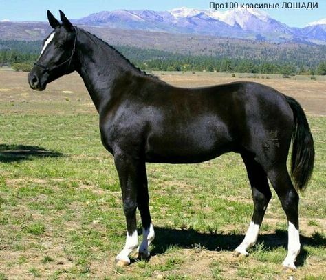 Danish Warmblood, Warmblood Horses, Pony Breeds, Horse Info, Selective Breeding, Horse Boarding, Thoroughbred Horse, Dressage Horses, All The Pretty Horses