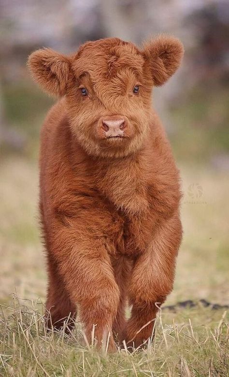 Animal Captions, Baby Farm Animals, Fluffy Cows, Cow Pictures, Brown Cow, Baby Cow, Baby Animals Pictures, Baby Cows