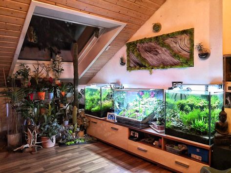 Aqua Terrarium With Fish, Aquarium And Plant Room, Room With Aquarium, Fish Tanks In Living Room, Aquarium Fish Tank Living Rooms, Home Aquarium Living Rooms, Fish Tank Living Room, Fish Tank Room, Fish Tank In Living Room