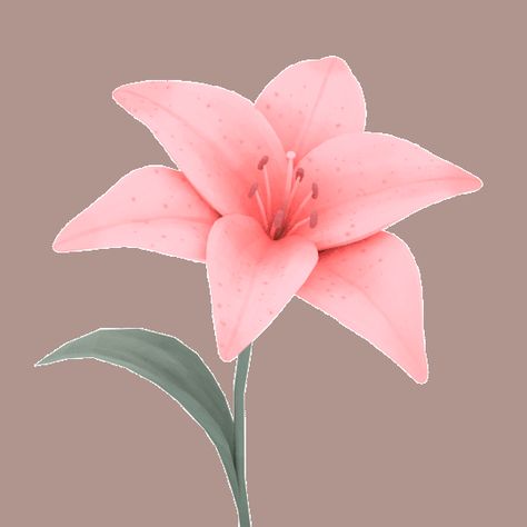 prettypeachy Gif Lily, Gif Flores, Drawing Gif, Gifs Aesthetic, Transparent Gif, Pastel Cat, Flowers Pastel, Gif Animated, Pixel Animation