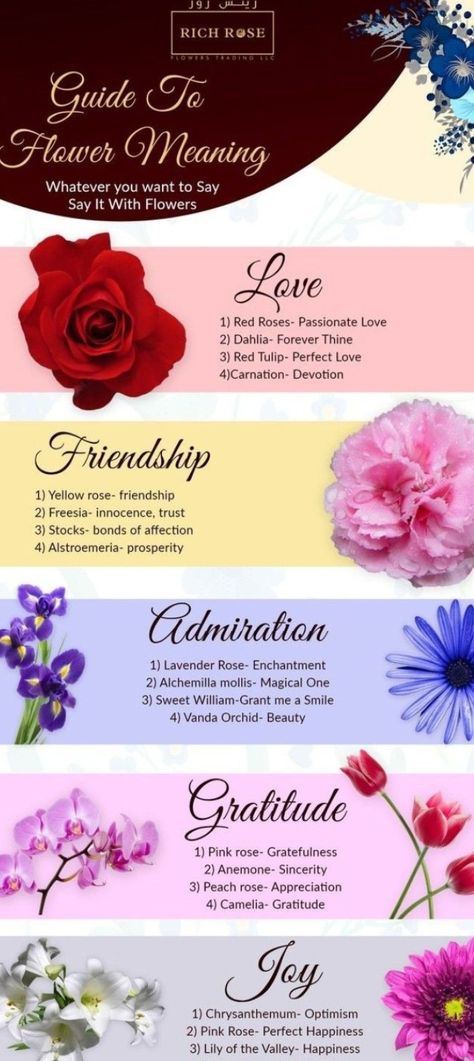 Carnation Flower Meaning, Rose Color Meanings, Alchemilla Mollis, Yellow Carnations, Vanda Orchids, Sweet William, Flower Meanings, Carnation Flower, Color Meanings