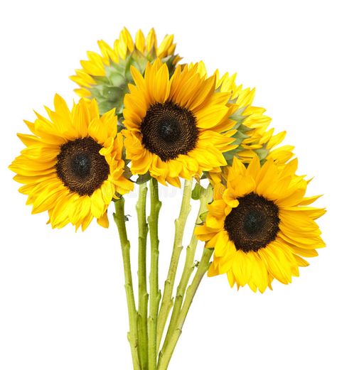 Sunflower Bunch, Yellow Party, Sunflower Bouquet, Sunflower Pictures, Sunflower Bouquets, White Stock, Flower Market, Stock Photography, White Background