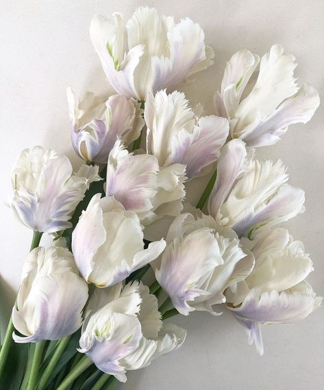 White Parrot Tulips, Parrot Tulips Bouquet, Tulips Flowers Bouquet, Tulip Wedding Bouquet, Prettiest Flowers, Santa Barbara Courthouse Wedding, Tulip Art, Artificial Cactus, Parrot Tulip