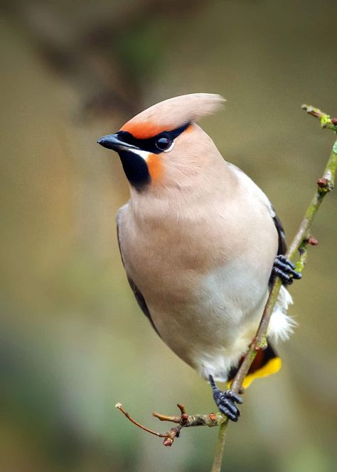 Bohemian waxwing Bombycilla garrulus  #birding #birds #nature #naturelovers #waxwing Bird Images Pictures, Bird Nature Photography, Colorful Birds Flying, Birding Quotes, Bird In Nature Aesthetic, Tattoos Birds, Birds Drawings, Bohemian Waxwing Bird, Birds On Tree Photography