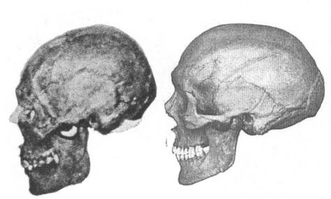 Corded Skull compared from Northern Europe and the Ohio Valley.  Note the occipital bun on the skulls. Giants In The Bible, Hopewell Culture, Giant Human, Nephilim Giants, Mound Builders, Human Oddities, Sacred Science, Northern Europe, Fallen Angel