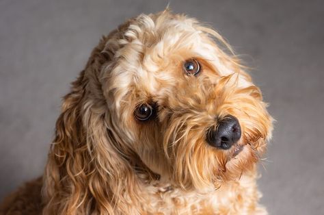 Cockapoo: Everything We Love About The Cocker Spaniel Poodle Mix – All Things Dogs Cocker Spaniel Poodle Mix, Cocker Spaniel Poodle, Poodle Mix Dogs, Cockapoo Dog, Cockapoo Puppies, Designer Dogs, Hybrid Dogs, Popular Dog Breeds, Most Popular Dog Breeds