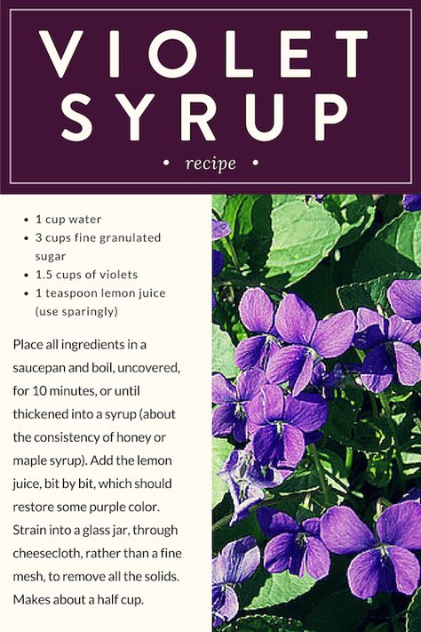 Wild Violet Syrup Recipe, Violet Recipes Edible Flowers, Herbal Syrup Recipe, Violet Syrup Recipe, Wild Violet Recipes, Violet Salve, Flower Food Recipe, Violet Syrup, Poisonous Flowers