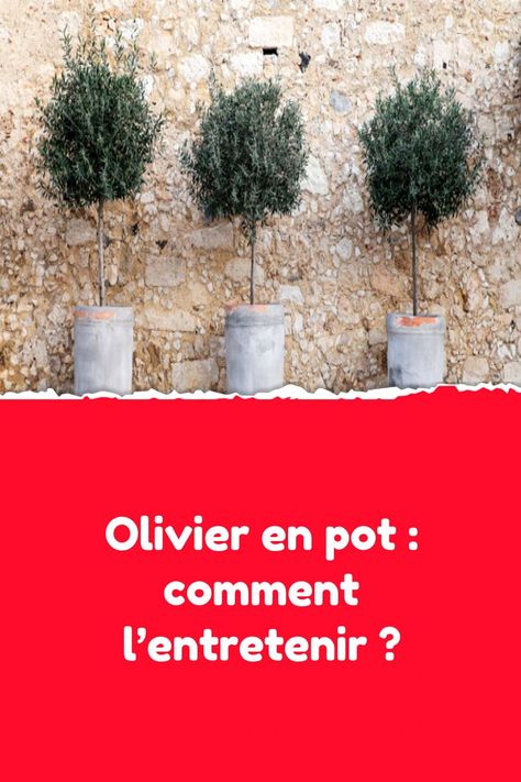 L’olivier est le symbole même des régions baignées de soleil. Surnommé l’arbre de vie, il affiche une longévité rare et s’avère d’une extrême robustesse car il supporte aussi bien la sécheresse que le vent et, peut même s’accommoder des températures négatives jusqu’à -10°C. Olivier En Pot