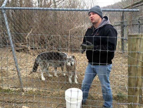 Howling with Wolves at the Wolf Sanctuary of PA - UncoveringPA Wolf Sanctuary, Lancaster County Pennsylvania, Western Pennsylvania, Lancaster County, Beautiful Animals, The Wolf, Tour Guide, Lancaster, Wolves