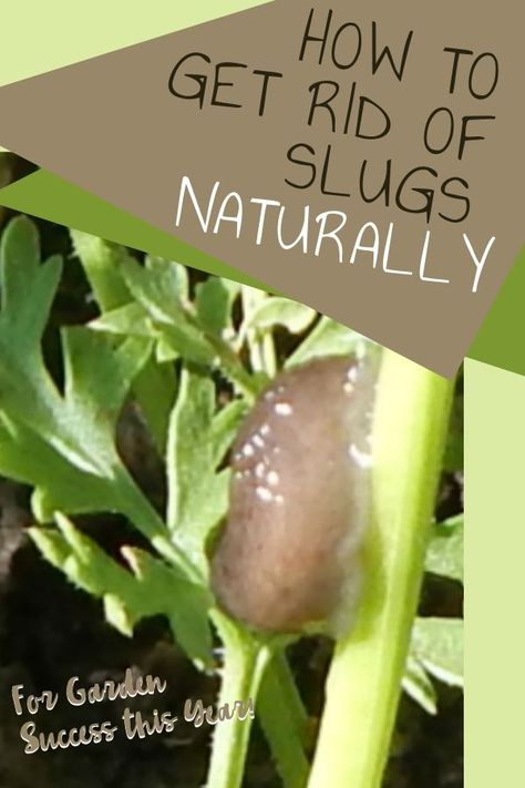 How to Get Rid of Slugs Naturally Getting Rid Of Slugs, Slugs In Garden, Persimmon Fruit, Squash Bugs, Bee Activities, Vegetable Harvest, Garden Remedies, Healthy Toddler Meals, Sustainable Garden