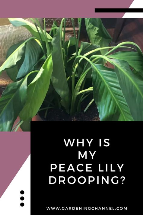 drooping peace lily with text overlay why is my peace lily drooping Droopy Peace Lily, Sick Peace Lily, How To Grow Peace Lily In Water, Peace Lily In Water, Peace Lily Plant Care, Lilly Plants, Peace Lily Flower, Peace Lily Care, Lily Plant Care