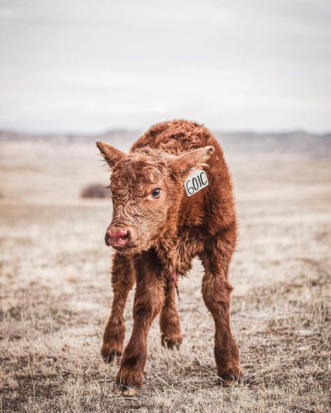 Calving Season, Western Photography, Cow Pictures, Western Wall Art, Western Wall, March 25, Wild Nature, Mammals