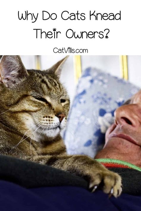 Cat Behavior Chart, Cat Behavior Facts, Cat Behavior Problems, Cat Communication, Caring For A Newborn, Cat Cuddle, Cat Ideas, Kitten Care, Adorable Cats