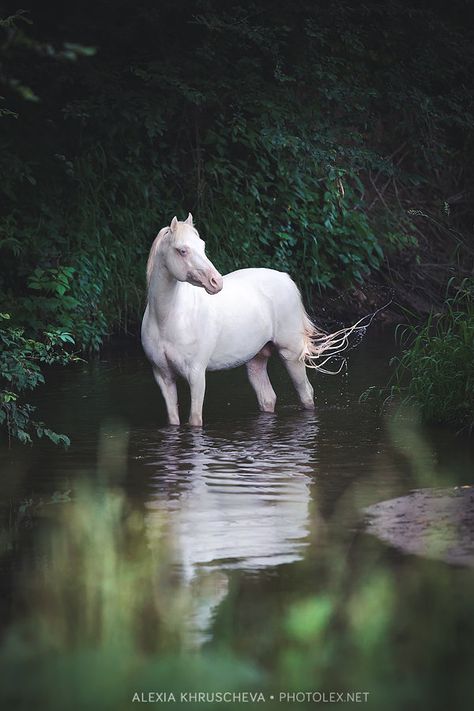 . Beautiful Horses Photography, Beautiful Horse Pictures, Most Beautiful Horses, Majestic Horse, All The Pretty Horses, Clydesdale, Majestic Animals, White Horses, Equine Photography