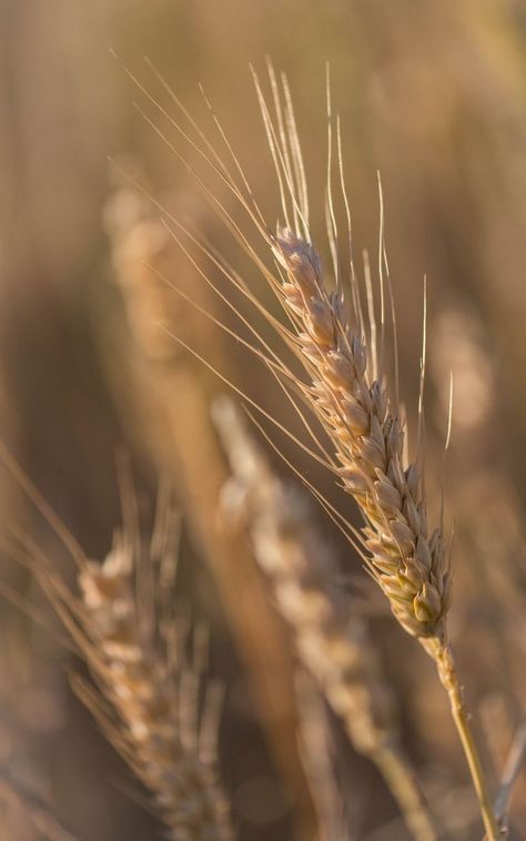 Wheat Field Drawing, Ruth Core, Wheat Field Photoshoot, Wheat Field Painting, Field Drawing, Baby Abstract Art, Field Photoshoot, Field Painting, Desert Flowers