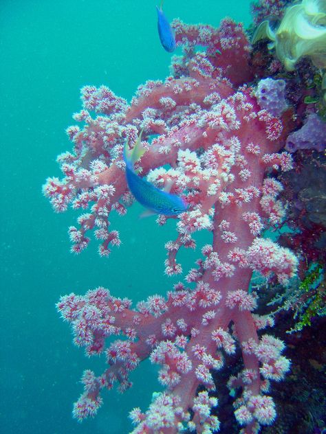 Beautiful Tropical Fish, Higher Art, Photo Dream, Sea Plants, Raja Ampat, Under The Ocean, Pink Ocean, Fish Crafts, Soft Coral