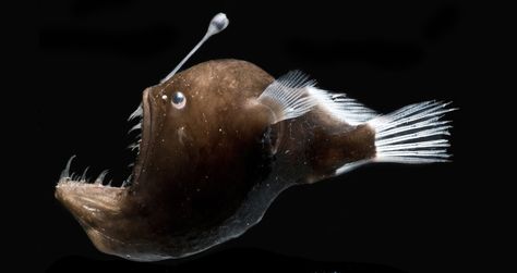 Le poisson lanterne pratique une étonnante symbiose Humpback Anglerfish, Deep Sea Life, Cnidaria, Marianas Trench, Deep Sea Creatures, Angler Fish, Sea Dweller, Water Life, Deep Sea Fishing