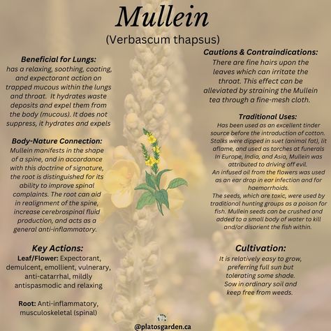 Mullein is helpful in all complaints of the lungs, from a mild cough to more severe cases of mucous congestion and inflammation of the lungs and throat. Read more about the benefits of mullein on the blog Link is in my bio #mullein #lungs #helpful #respritory #healer #plants #herbalism #planthealing Mullein Leaf Benefits, Mullein Benefits, Benefits Of Mullein, Mullein Plant, Lost Skills, Food Knowledge, Ayurvedic Healing, Lungs Health, Healing Plants