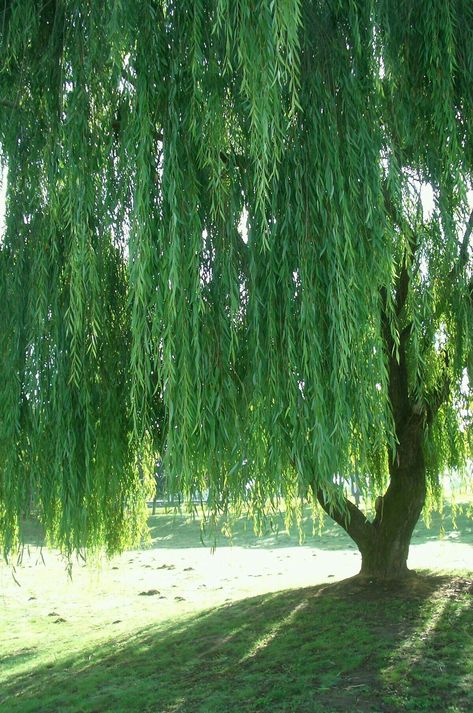 bid majnun Willow Tree Leaves, Under A Willow Tree, Weeping Willow Tree, Willow Trees, Childhood Dream, Weeping Willow, Landscaping Supplies, Plant Wallpaper, Willow Tree