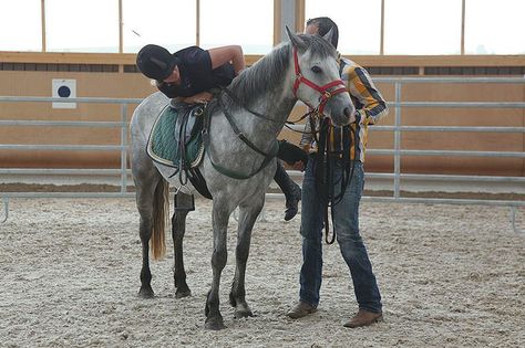 Foal Training, Horse Training Ground Work, English Horses, Horse Standing, Equestrian Aesthetic, English Horse, Horse Trainer, Horse Training, Horse Art