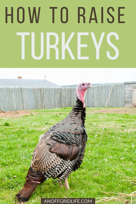 Narragansett Turkey, Turkey Roost, Turkey Breeds, Pet Turkey, Raising Turkeys, Livestock Shelter, Giant Chicken, Turkey Farm, Turkey Meat