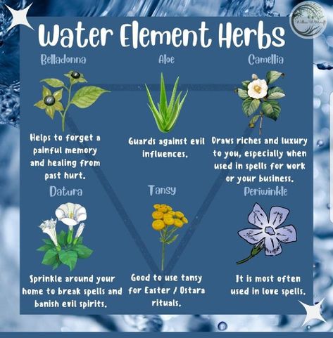 Water Element Herbs, Water Element Animals, African Astrology, Witchy Plants, Water Witchcraft, Witch Info, Elemental Magick, Water Magic, Beginner Witch