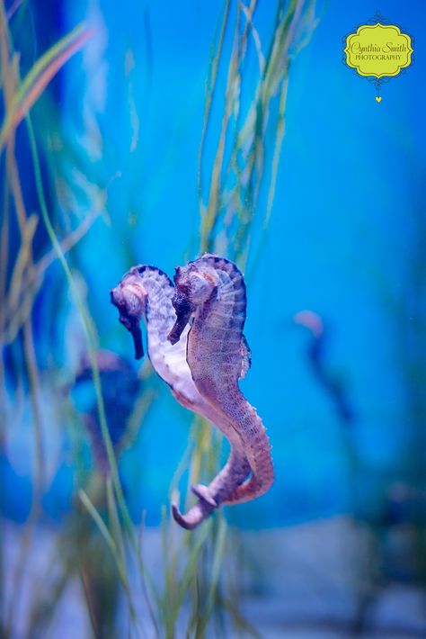 Image of two lovely seahorses linking tails. Photo taken at the Long Beach Aquarium of the Pacific, by Cynthia Smith. Sea Horse Aesthetic, Aesthetic Seahorse, Seahorse Aesthetic, Seahorse Photography, Drawing Seahorse, Seahorse Facts, Long Beach Aquarium, Beach Aquarium, See Horse