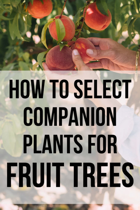 Fruit Tree Guild, Plant Guilds, Fruit Trees Garden Design, Tree Guild, Permaculture Farm, Fruit Tree Garden, Food Forest Garden, Peach Tree, Permaculture Design